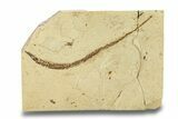 Fossil Pipefish (Syngnathus) - California #285876-1